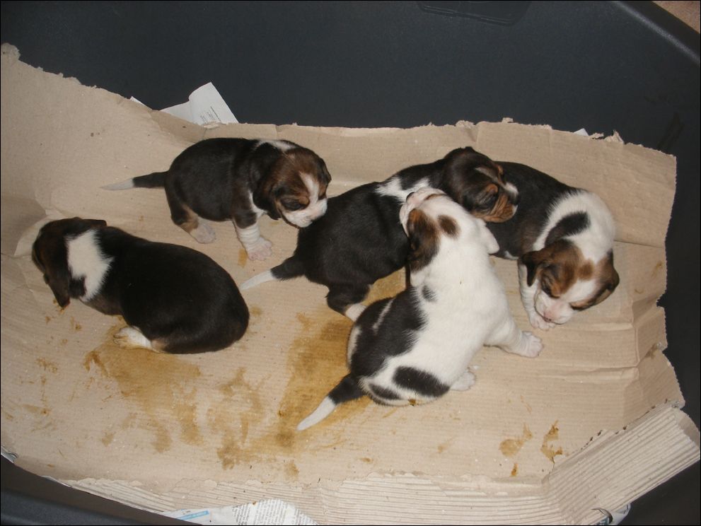 cuccioli amelie-52
